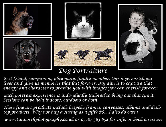 Dog Port flyer template WEB