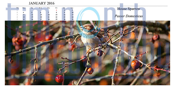 01 Jumbo Jan 2016