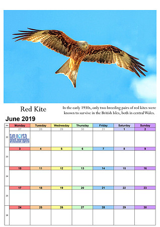 06 Jun 2019 A4 TNP Wall Calendar