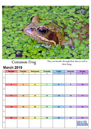 03 Mar 2019 A4 TNP Wall Calendar