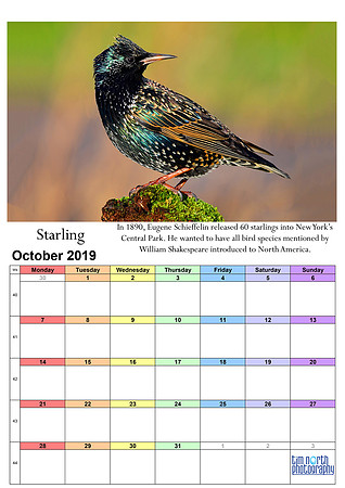 10 Oct 2019 A4 TNP Wall Calendar